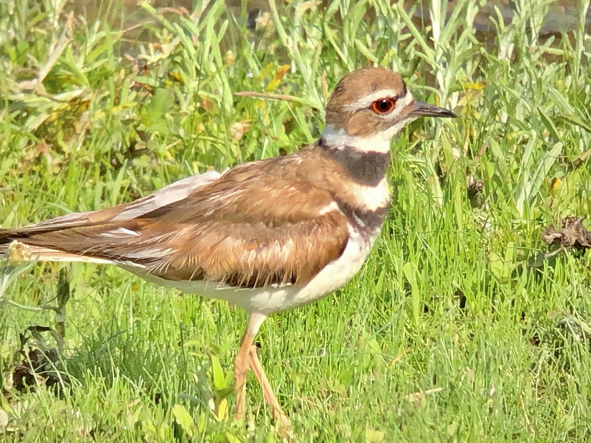 Killdeer - ML349567081