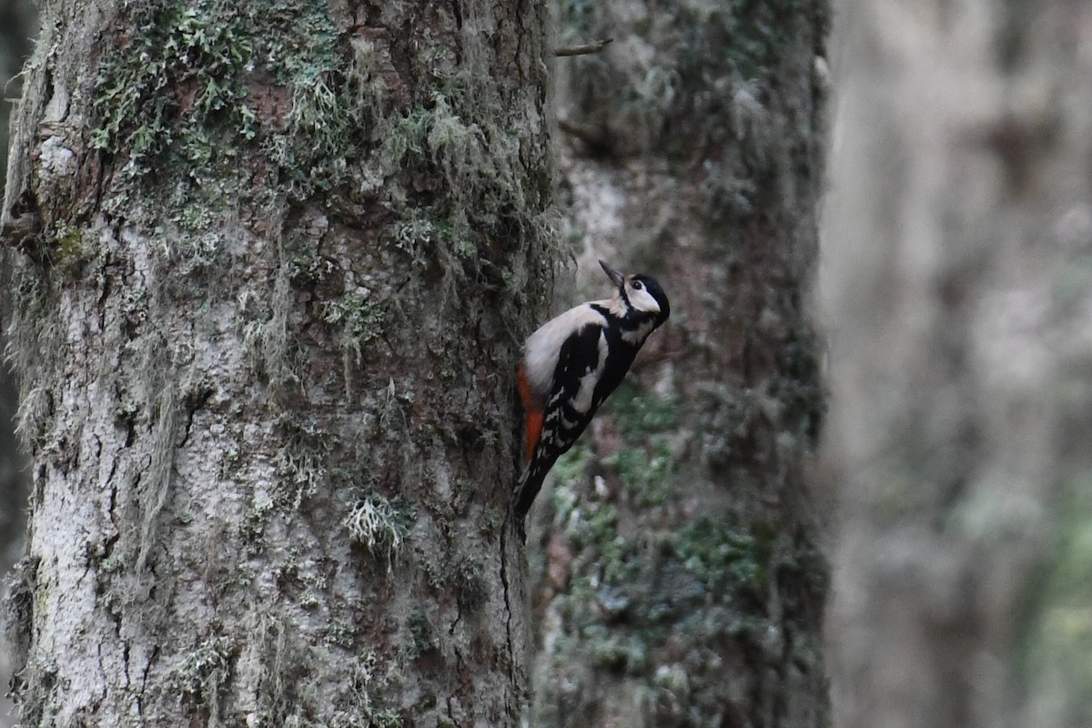 Great Spotted Woodpecker - Çağan Abbasoğlu