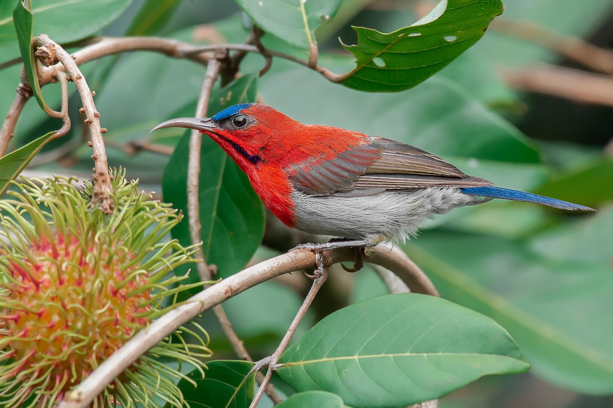 Crimson Sunbird - ML349568201