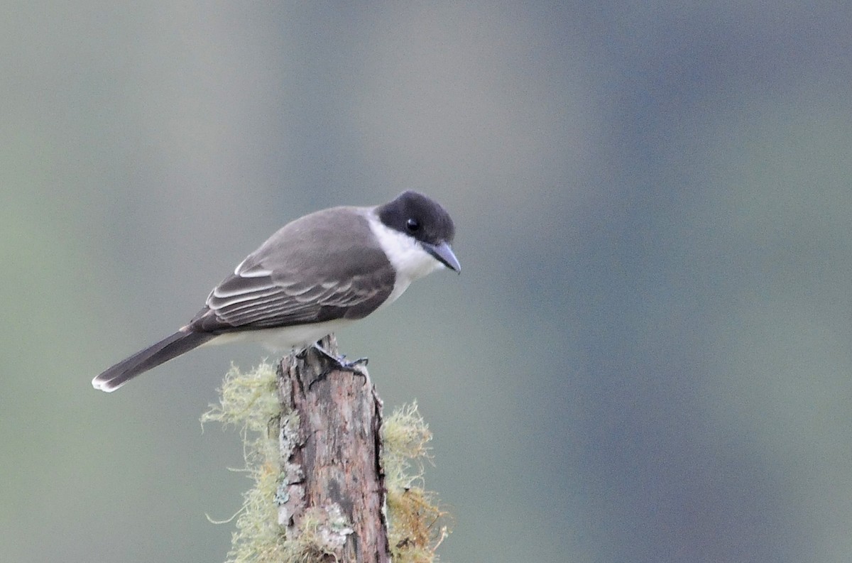 Loggerhead Kingbird - ML34956831