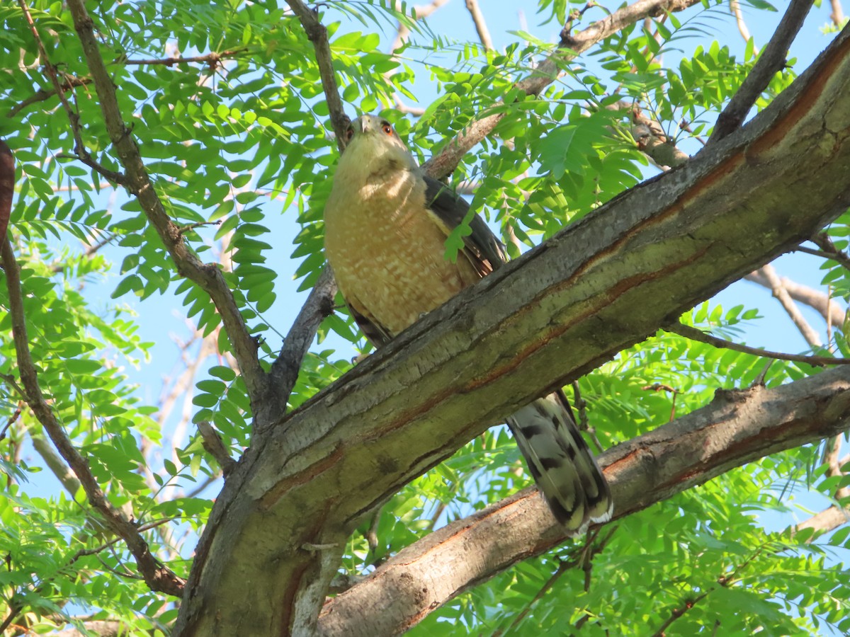 Cooper's Hawk - ML349568471