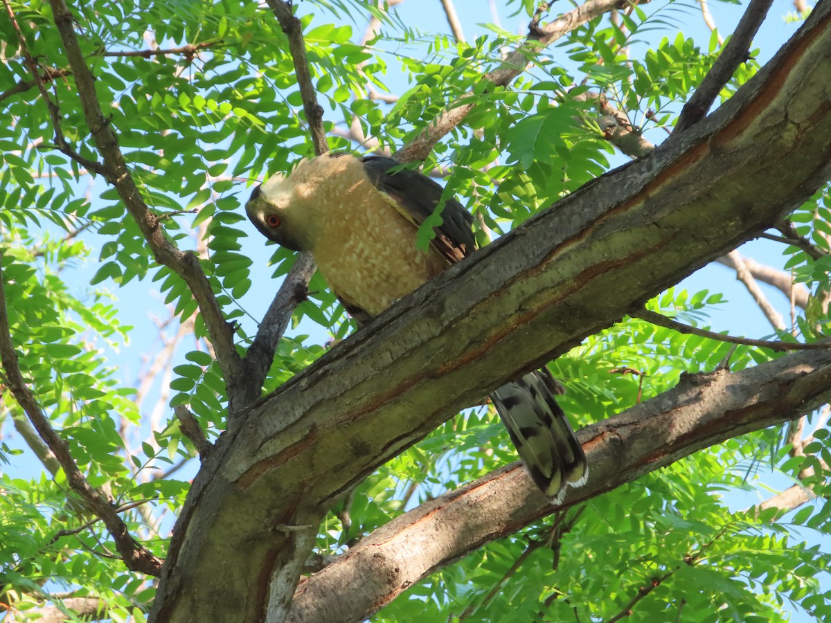 Cooper's Hawk - ML349568491