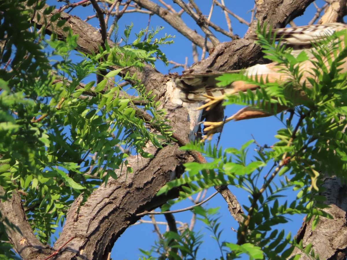 Cooper's Hawk - ML349568561