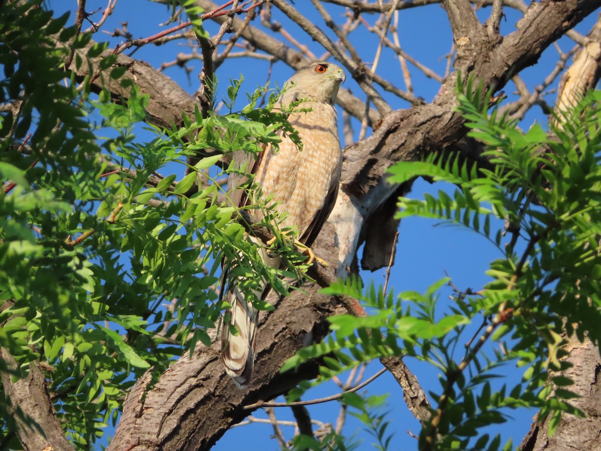 Cooper's Hawk - ML349568571