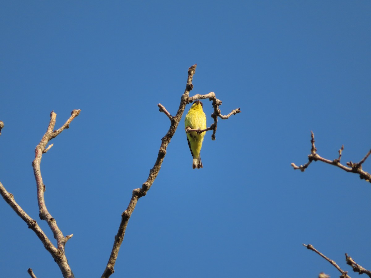 Lesser Goldfinch - ML349568671