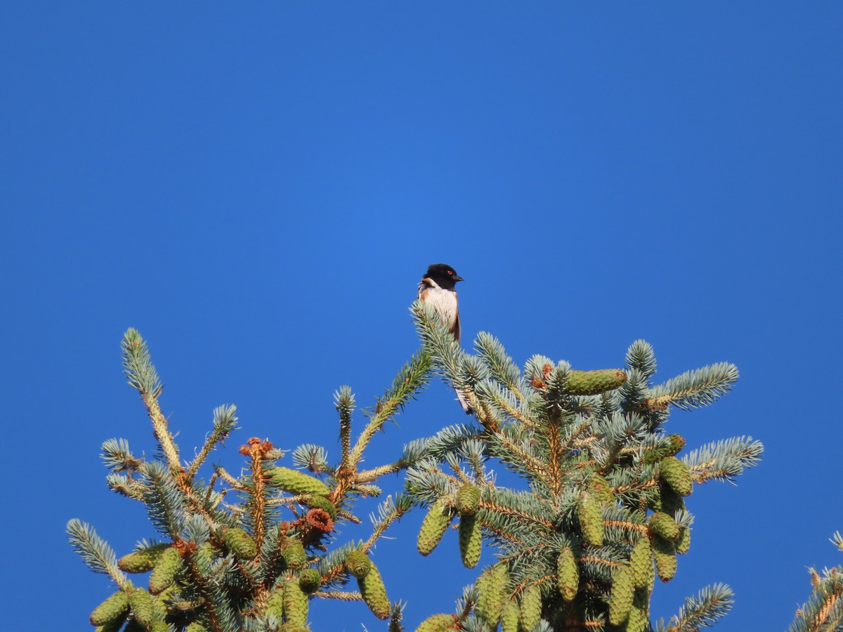 Spotted Towhee - ML349569051