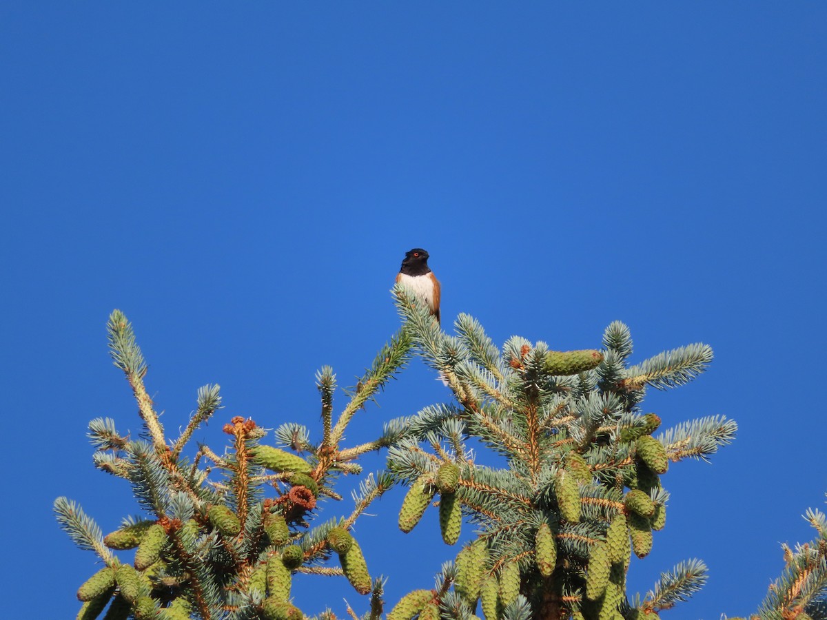 Spotted Towhee - ML349569071