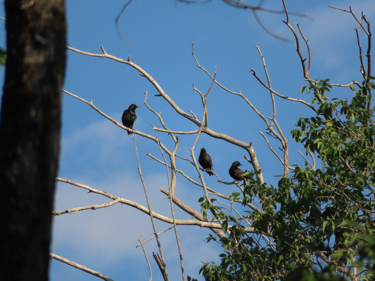 European Starling - ML349569961