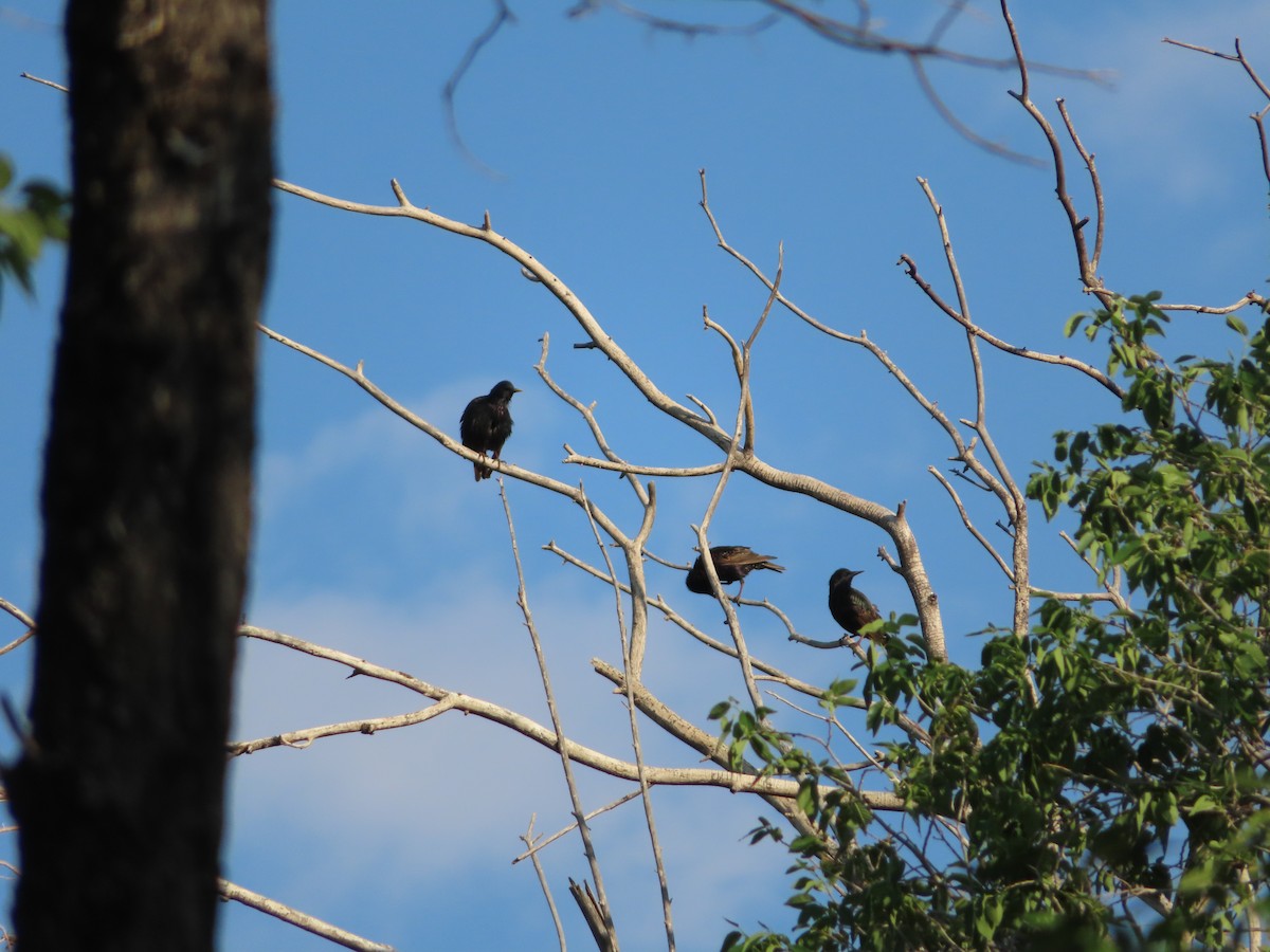 European Starling - ML349569991