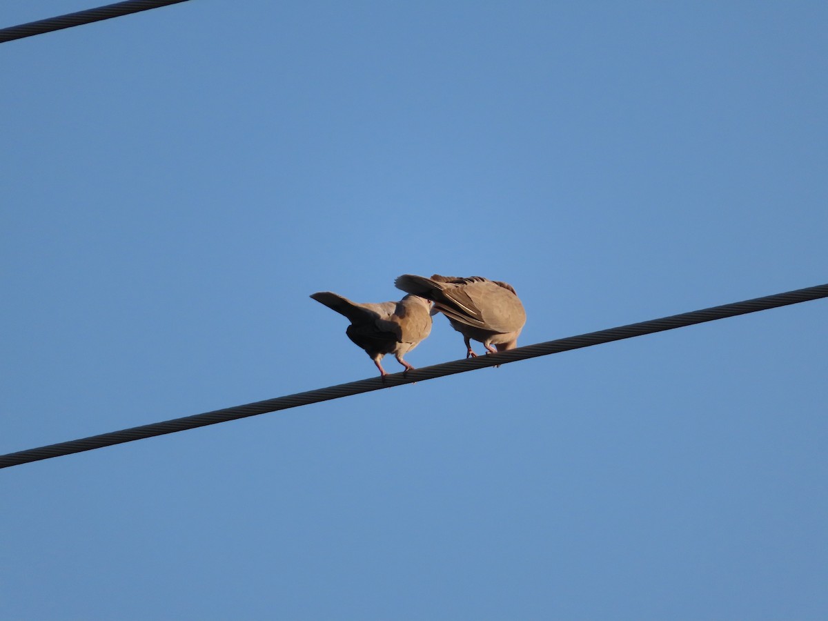 Eurasian Collared-Dove - ML349570091