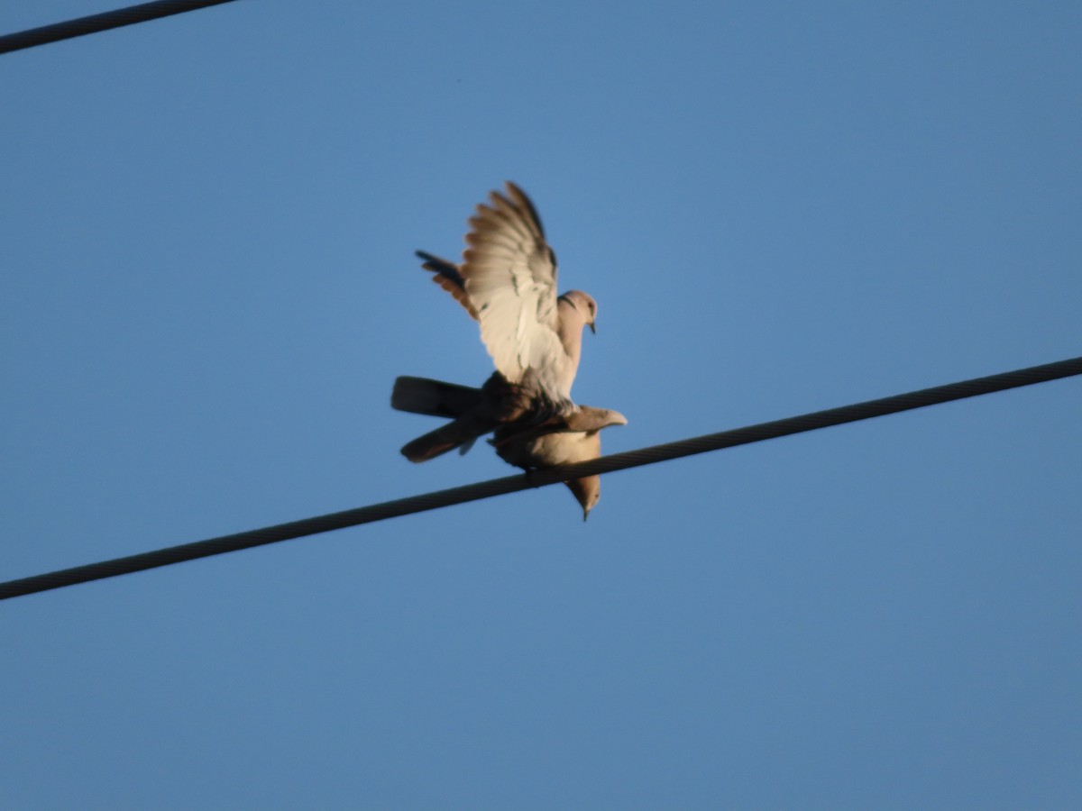 Eurasian Collared-Dove - ML349570101