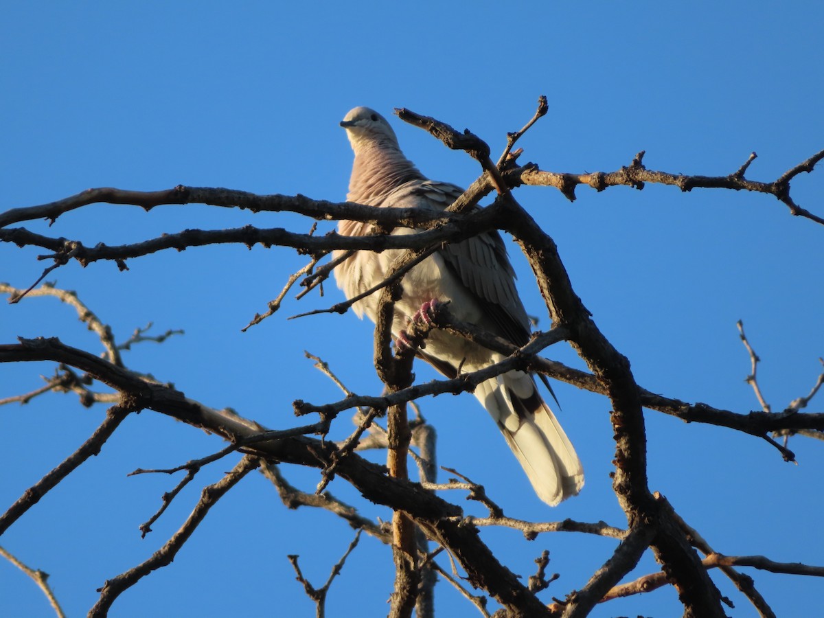 Eurasian Collared-Dove - ML349570161