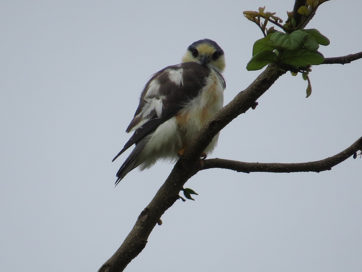 Pearl Kite - ML349570471