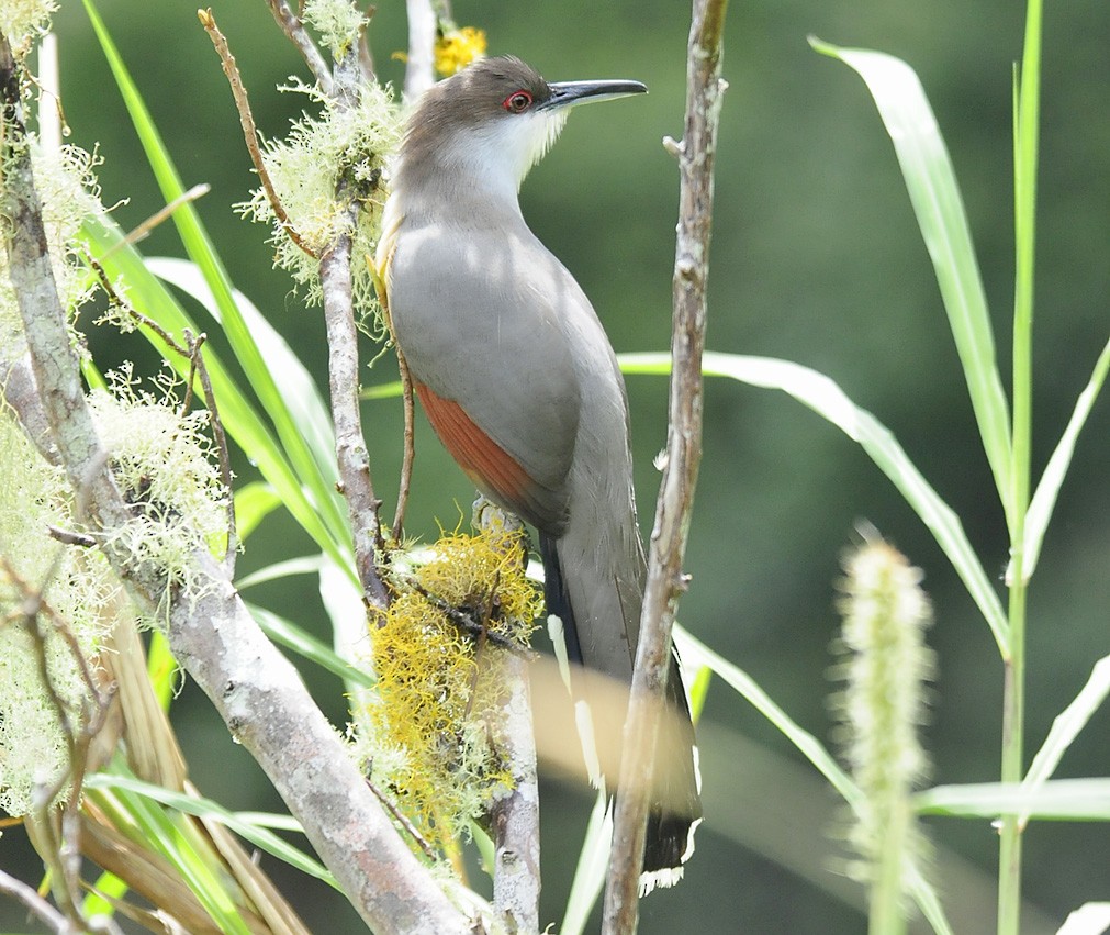 Jamaican Lizard-Cuckoo - ML34957091