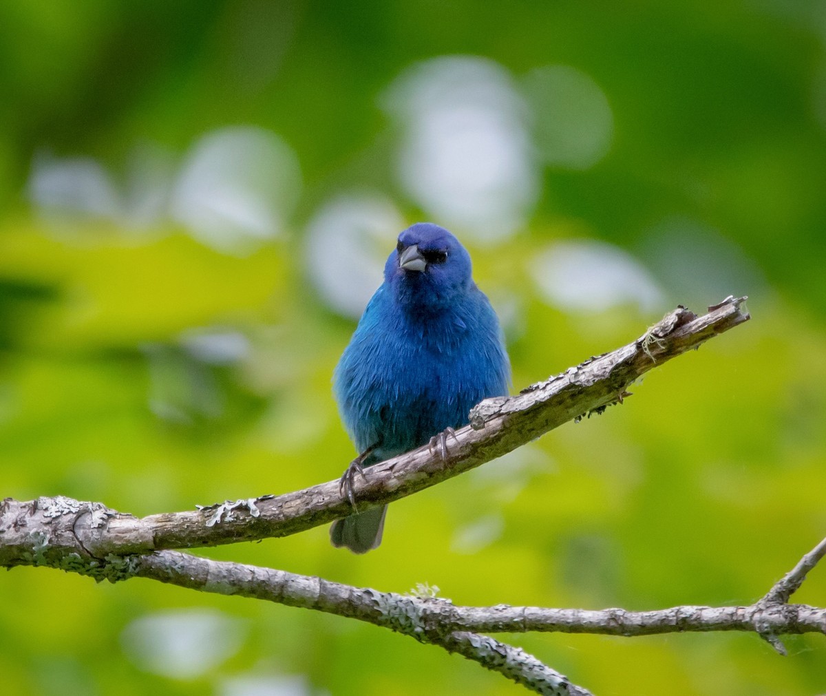Indigo Bunting - ML349572401