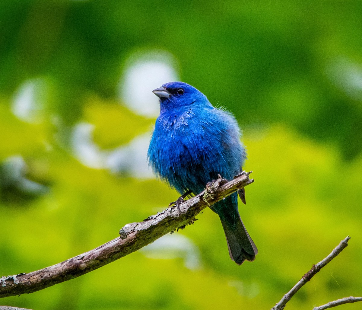 Indigo Bunting - ML349573281