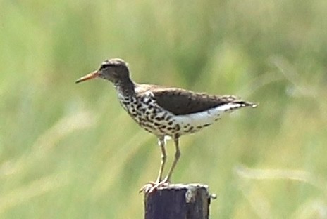 Spotted Sandpiper - ML349573441