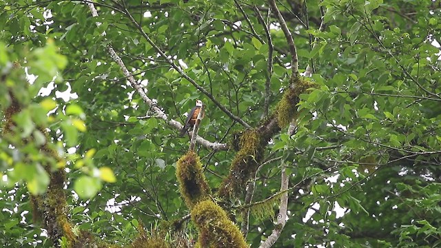 Taiwan Thrush - ML349576791