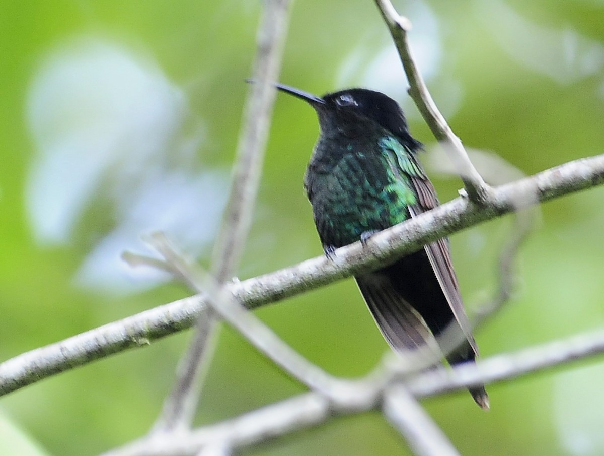 kolibřík černozobý - ML34957681