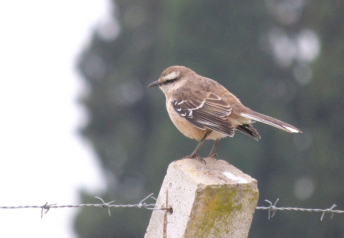 Chalk-browed Mockingbird - ML349577401