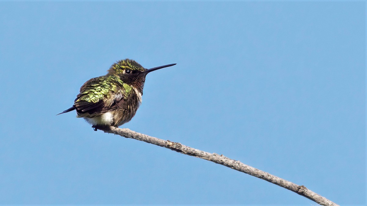 Ruby-throated Hummingbird - Mark Cloutier