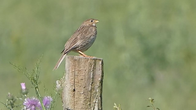 Corn Bunting - ML349578281