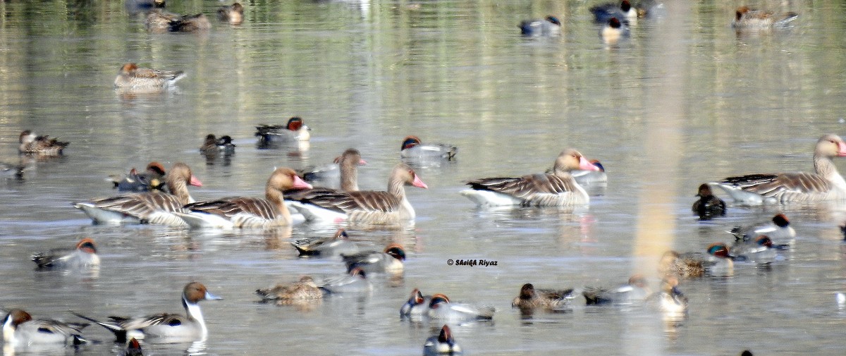 Graylag Goose - ML349578291