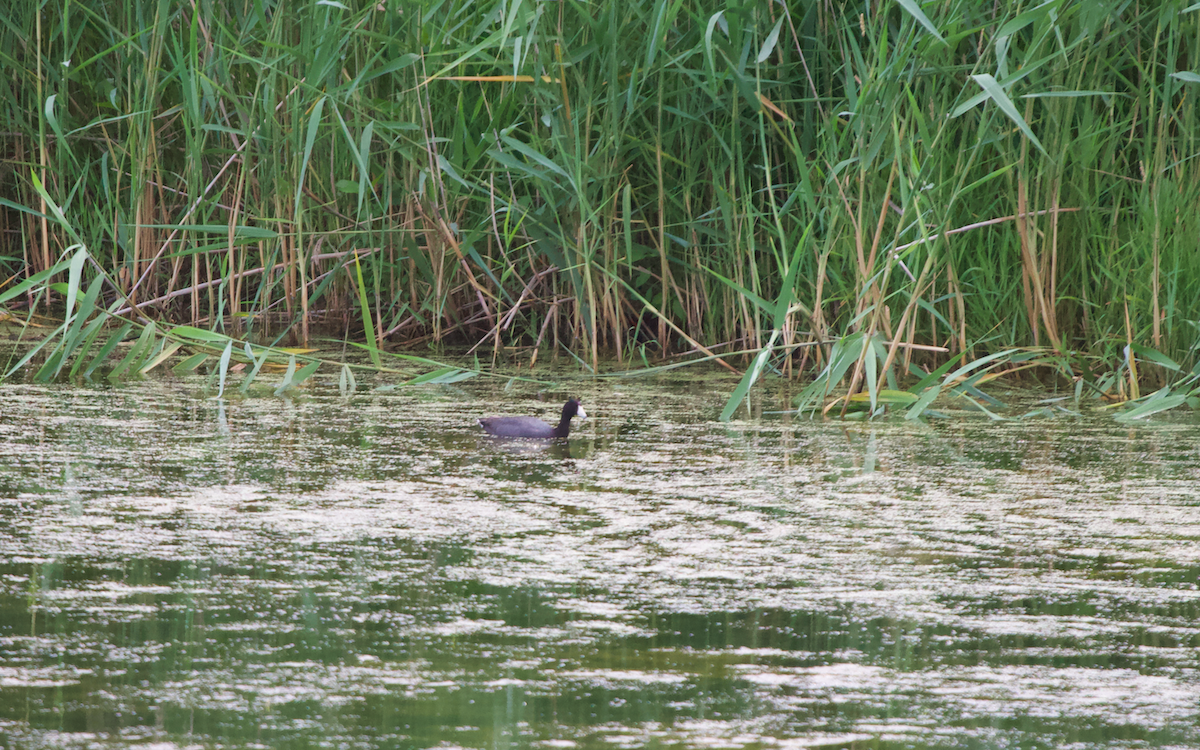 American Coot - ML349578811