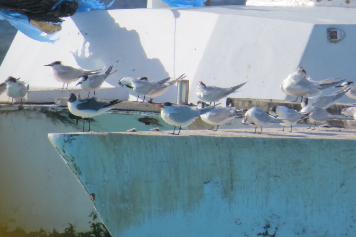 Laughing Gull - ML349579111