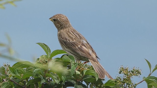 Corn Bunting - ML349579231