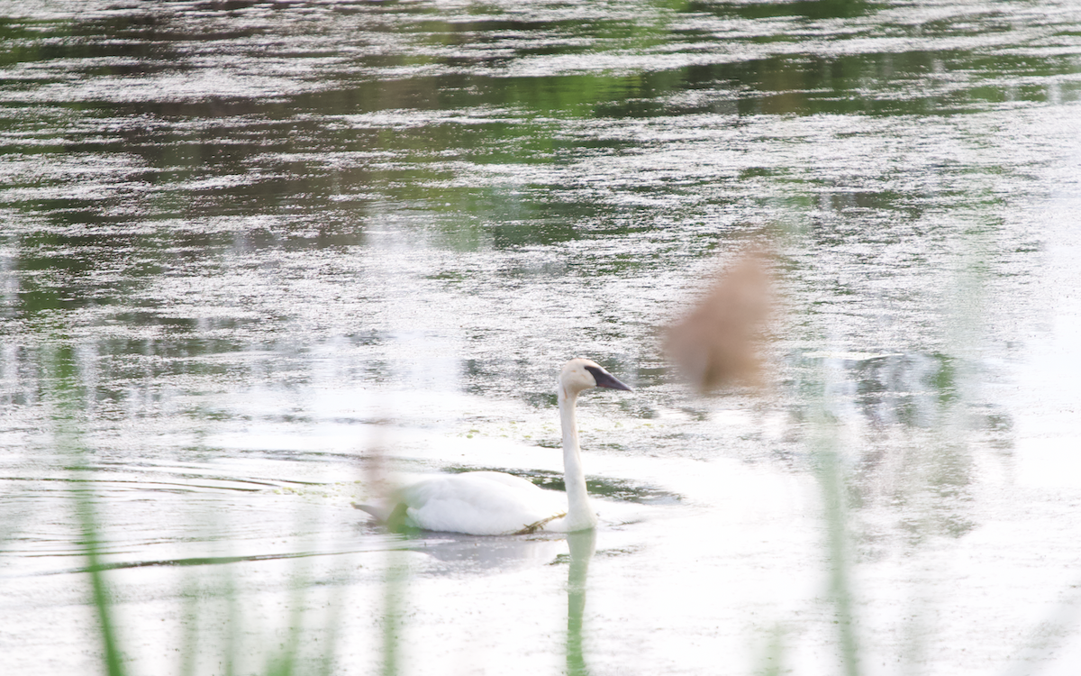 Trumpeter Swan - ML349579351