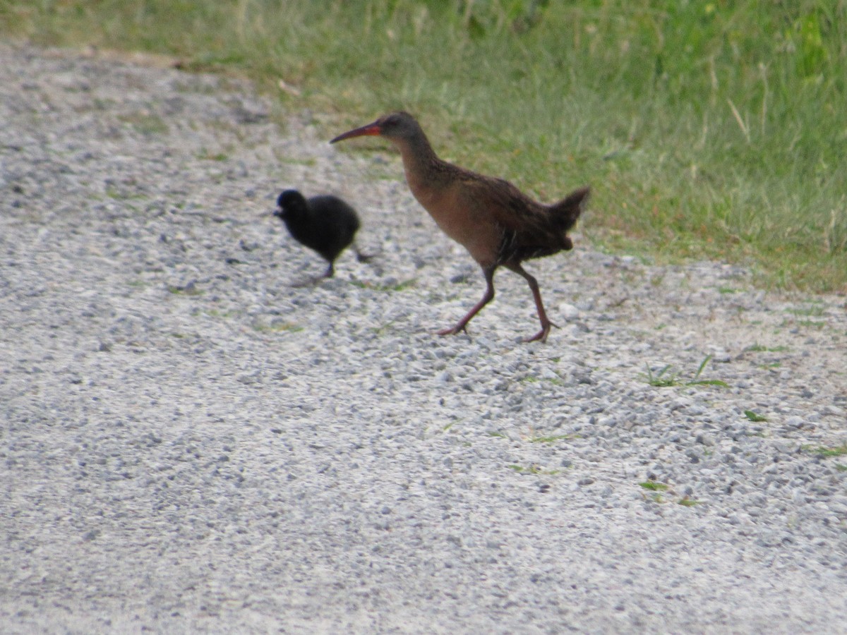 Virginia Rail - ML349579451