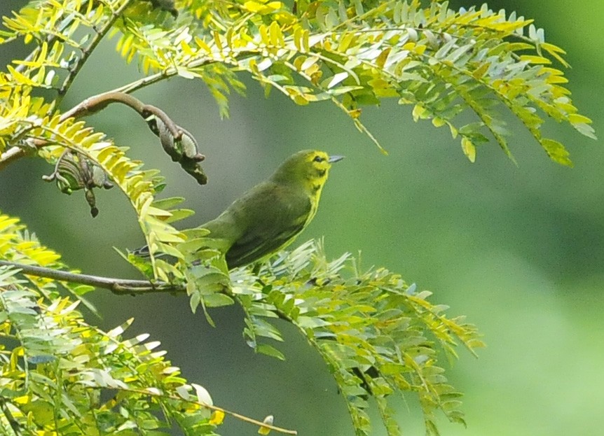 Prairie Warbler - ML34957961