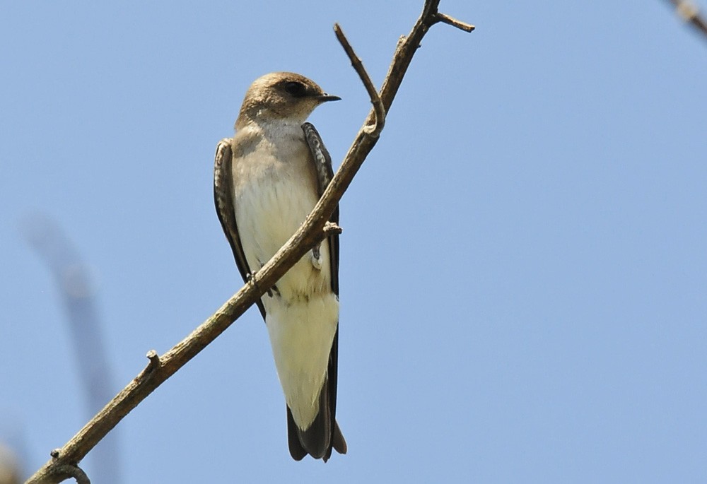 Hirondelle à ailes hérissées - ML34957981