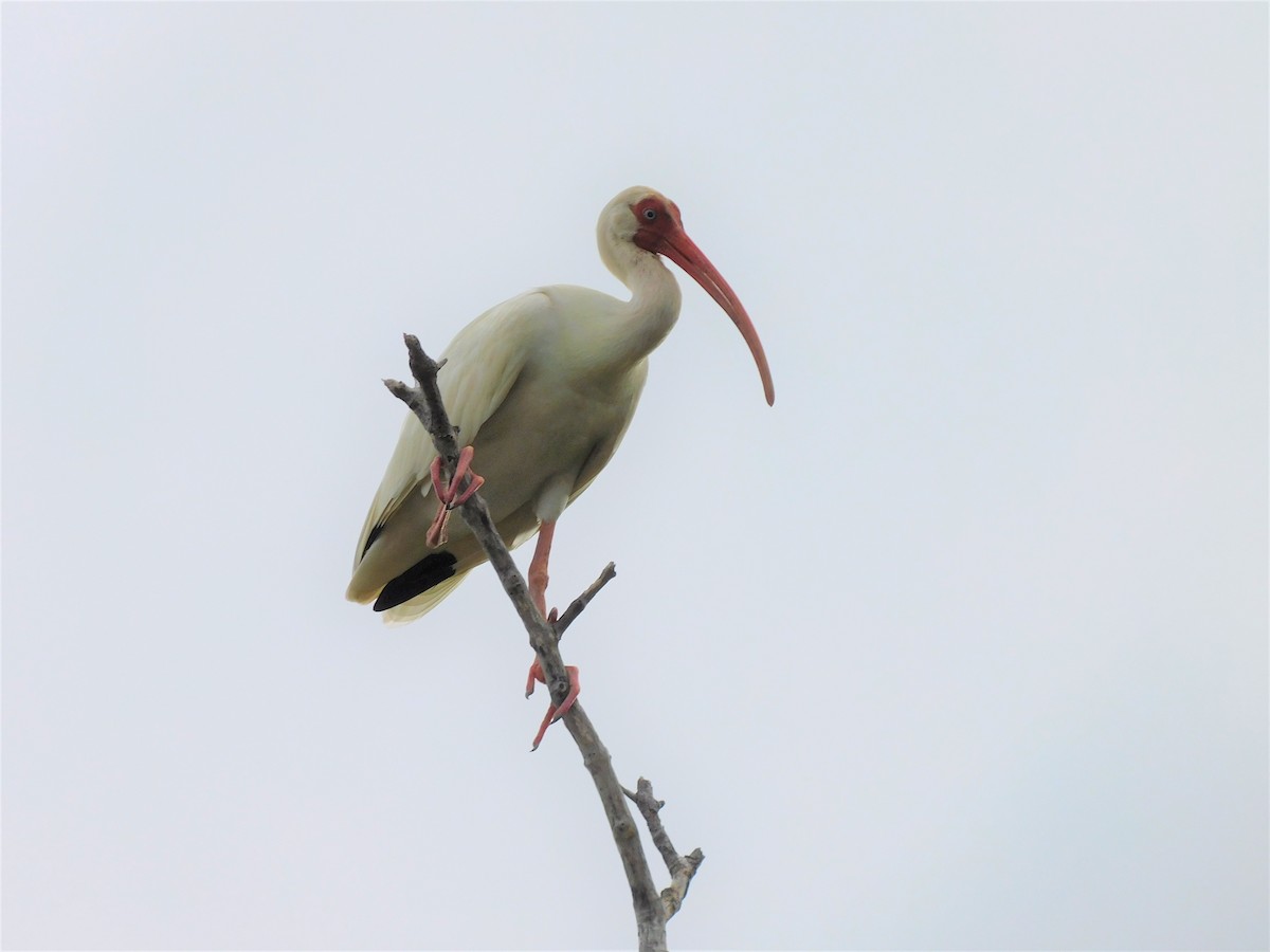 White Ibis - ML349579901