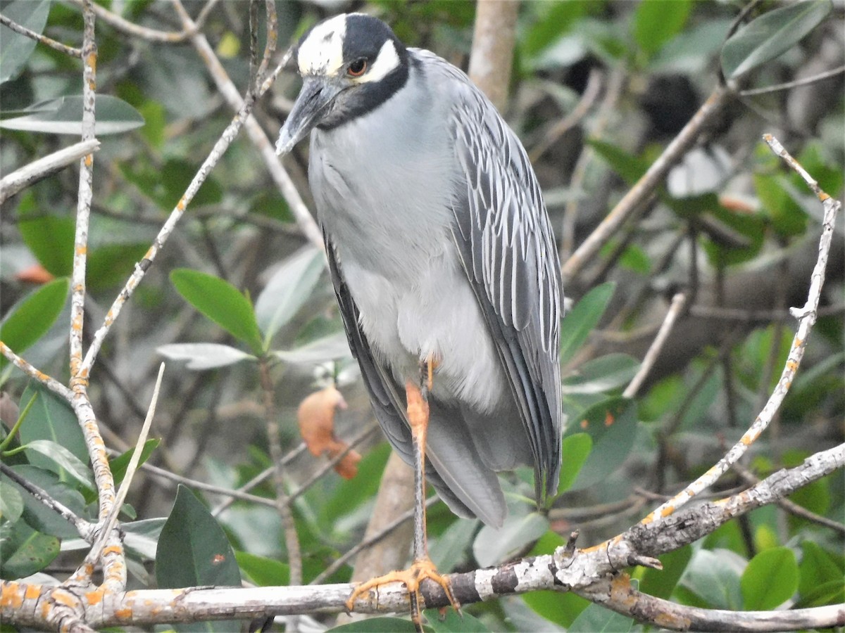 Yellow-crowned Night Heron - ML349580011
