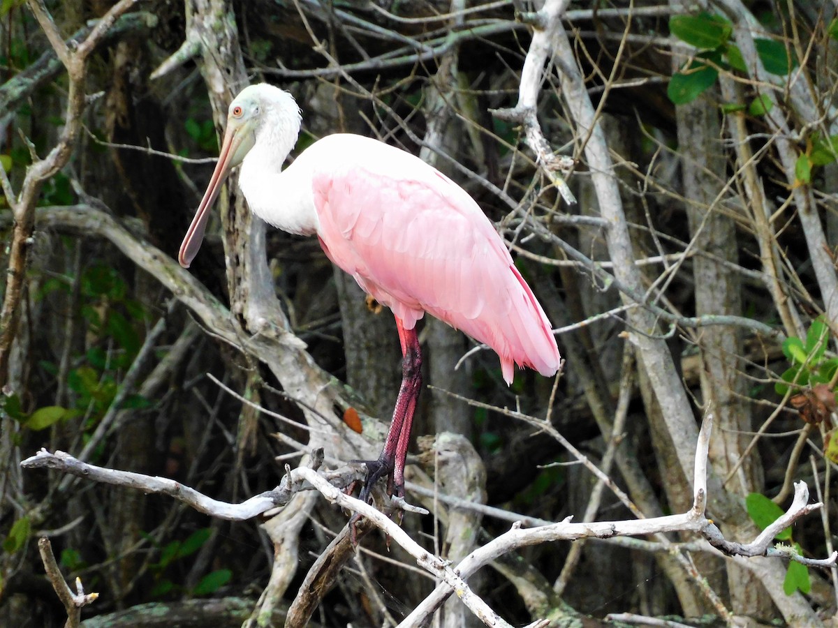 Roseate Spoonbill - ML349580091