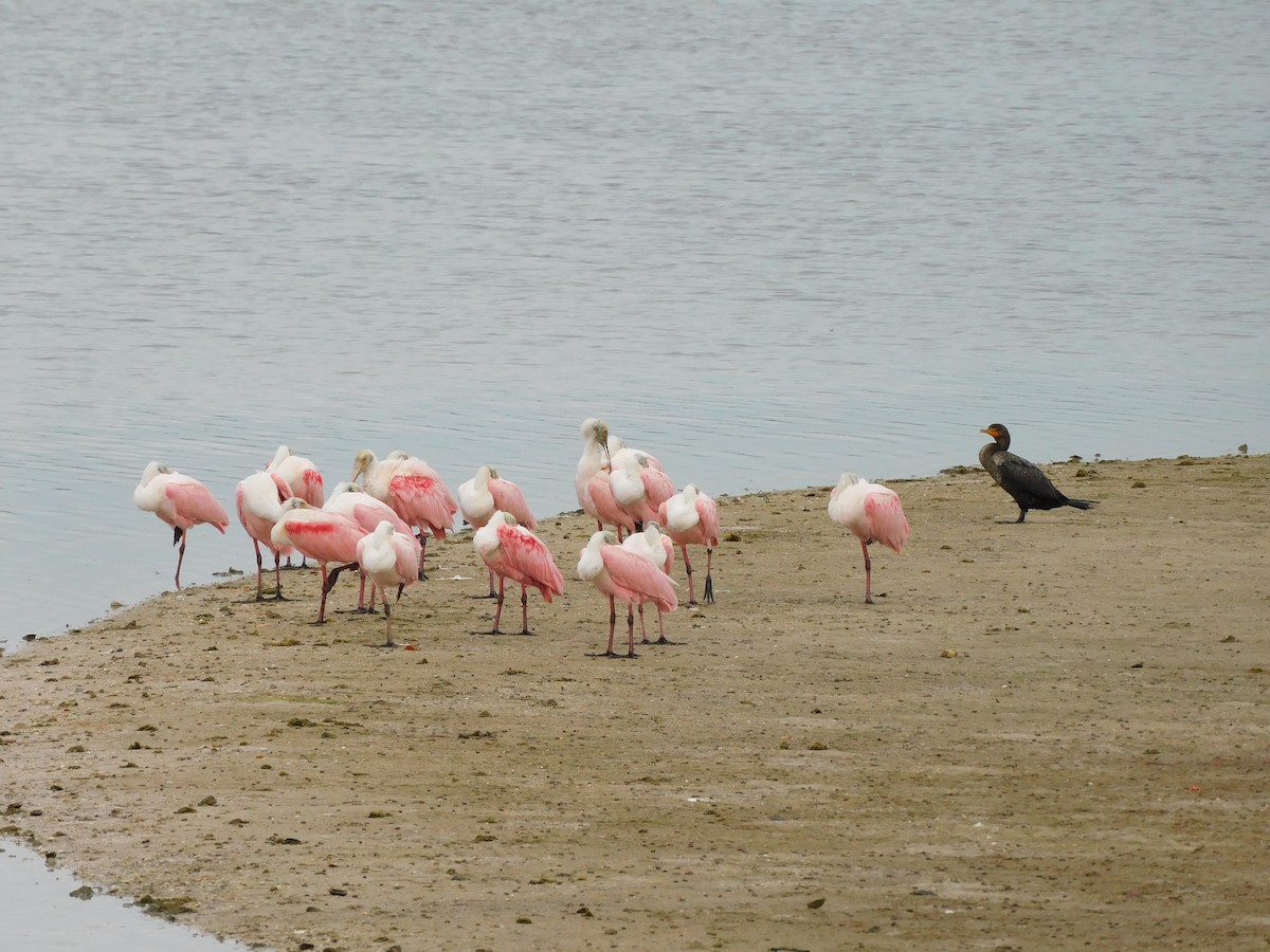 Roseate Spoonbill - ML349580141