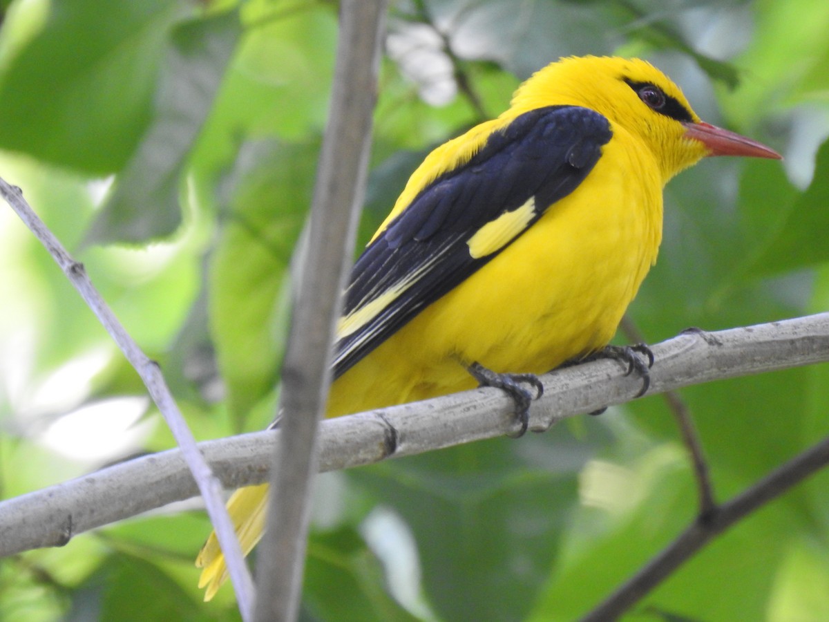 Indian Golden Oriole - ML349581221