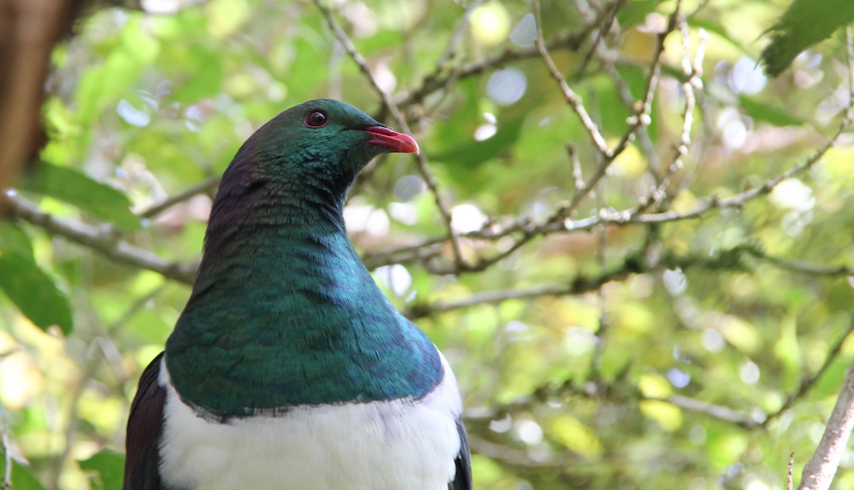 New Zealand Pigeon - Anonymous