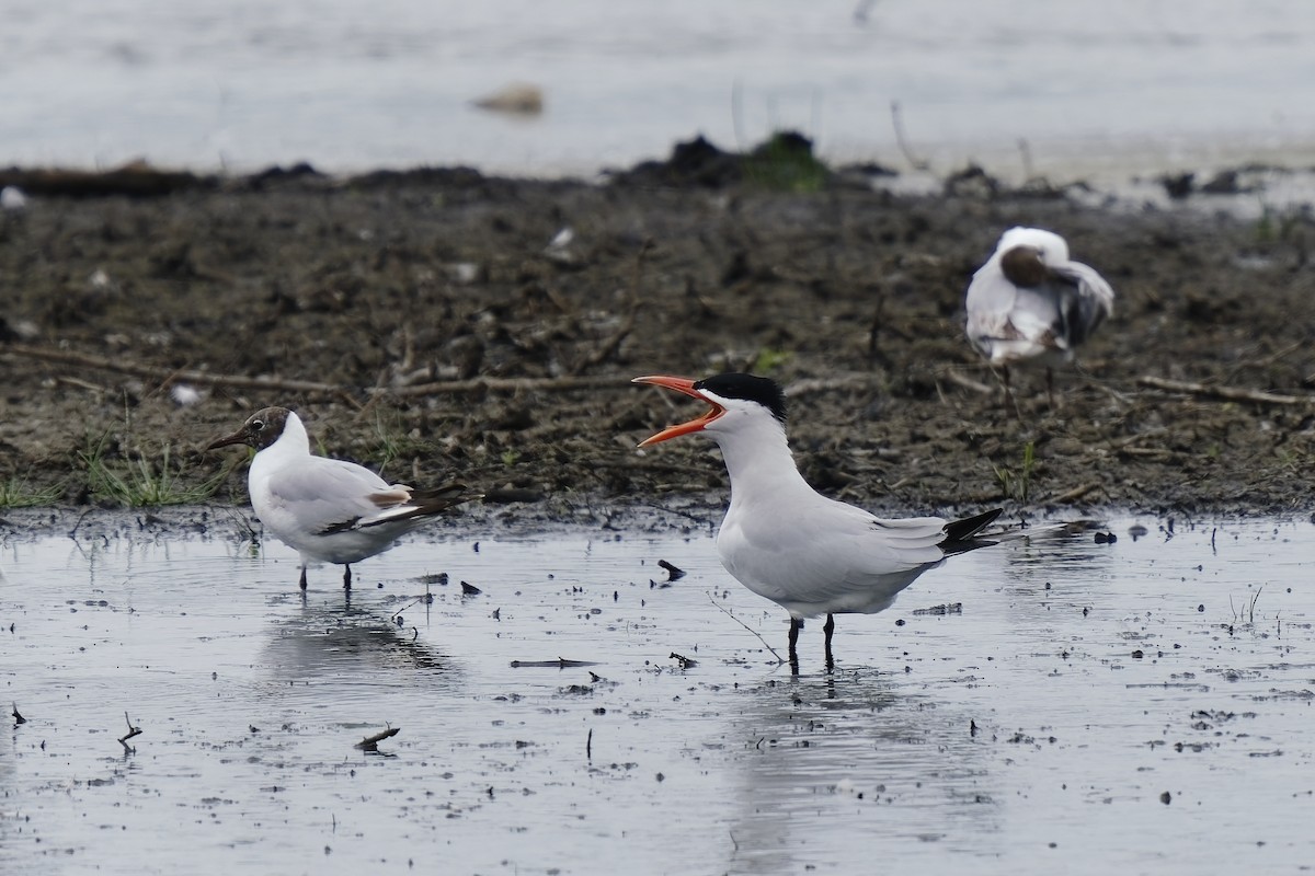 Caspian Tern - ML349581621