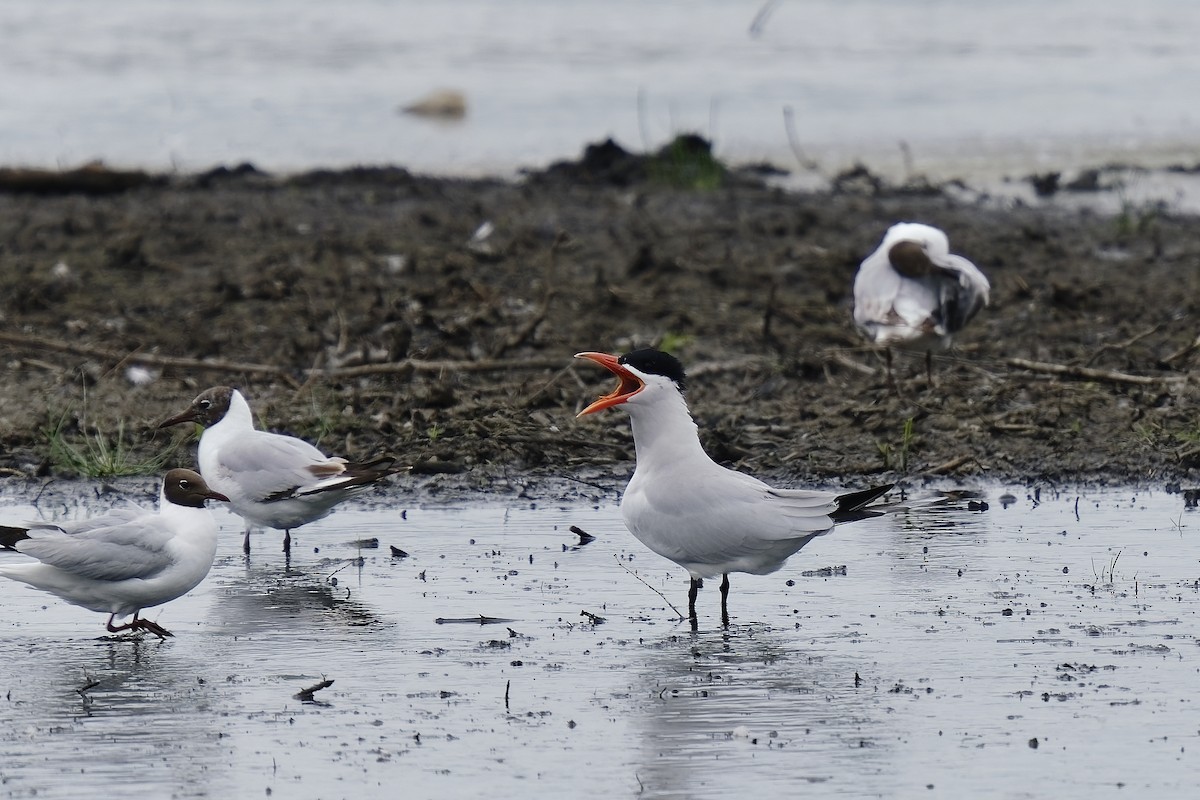 Caspian Tern - ML349581641