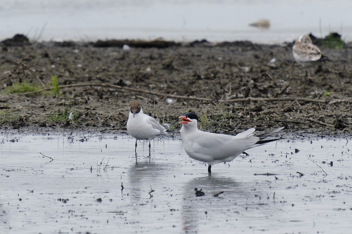 Caspian Tern - ML349581681