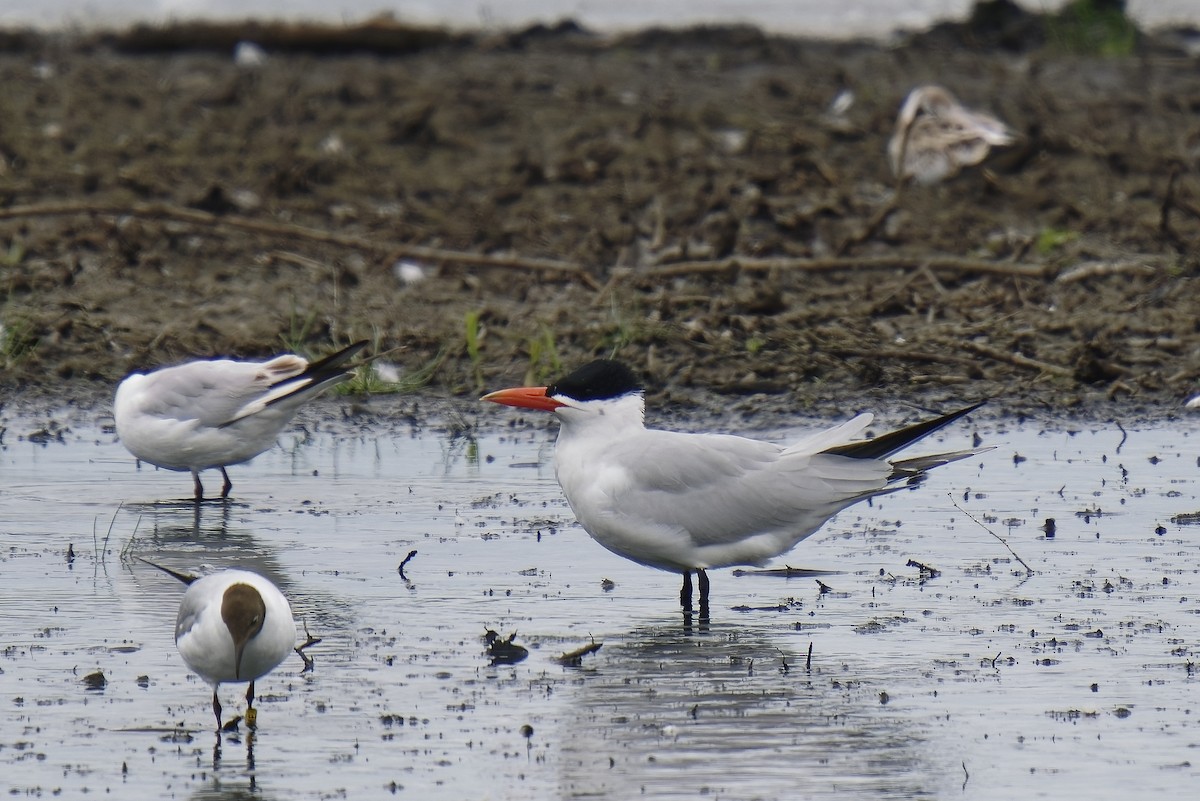 Caspian Tern - ML349581761