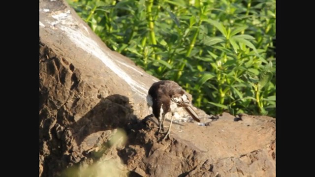 White-browed Wagtail - ML349581771