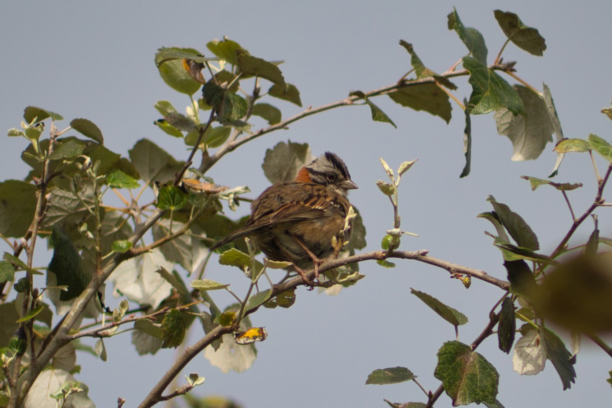 Rufous-collared Sparrow - Abraham Alejandro Gómez Landero