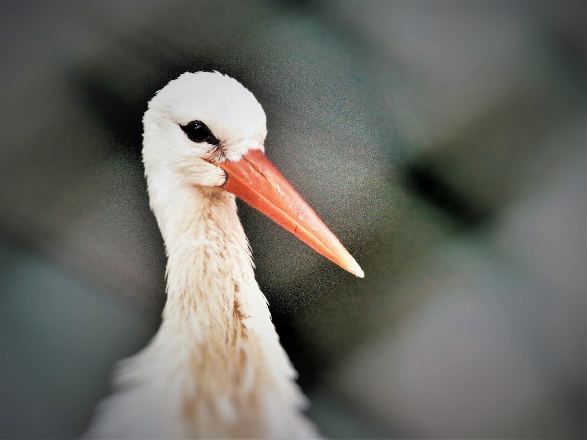 White Stork - ML349582701