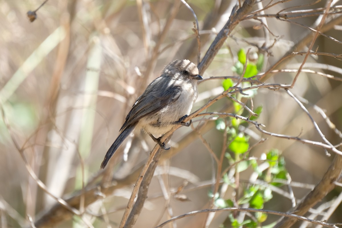 Bushtit - ML349583281