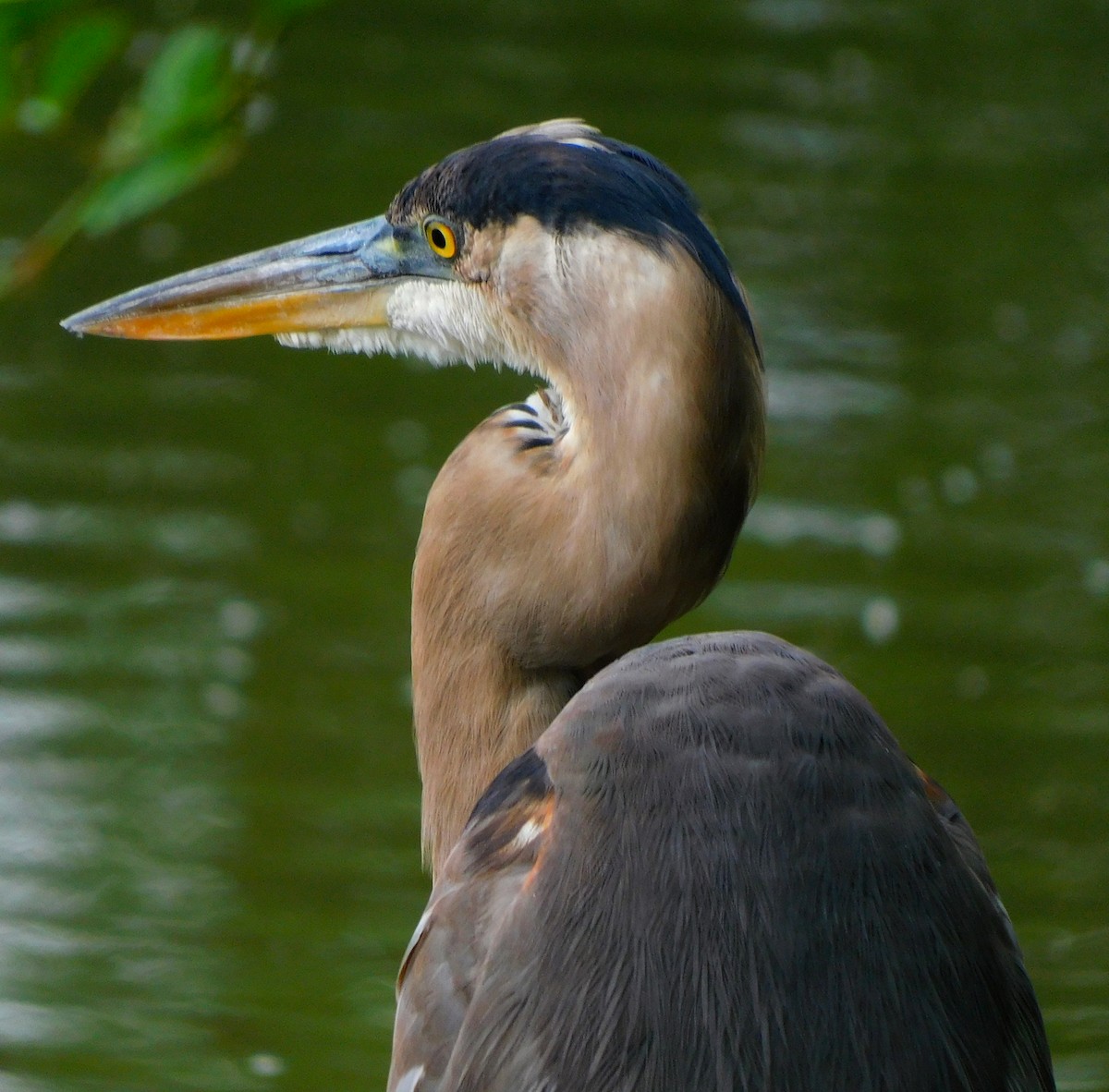 Great Blue Heron - Lee Gray