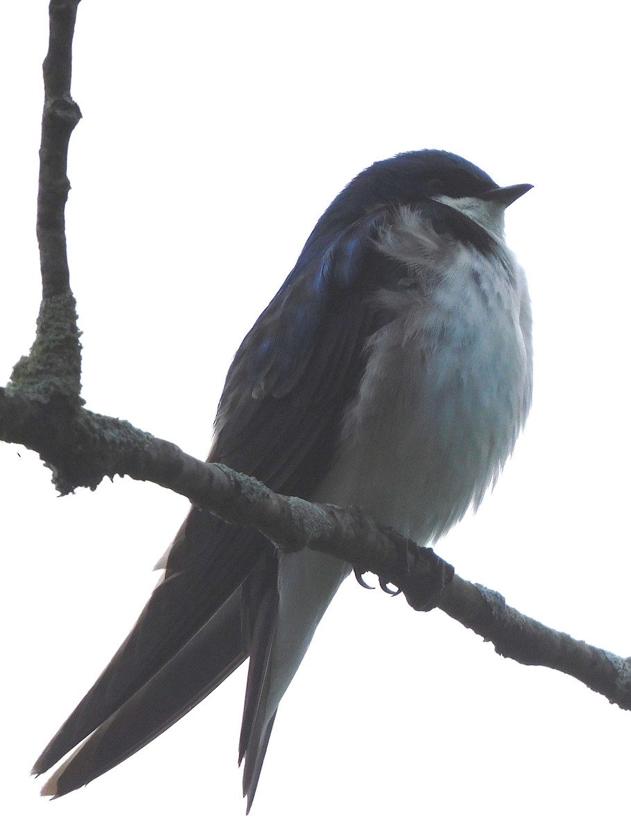 Tree Swallow - ML349583341